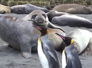 Антарктическая баллада фильм Александра Шматова Антарктическая баллада фильм Александра Шматова